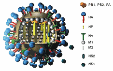 influenzavirus