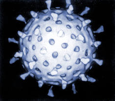 Virus Model