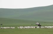 Langzeitstudie in der Mongolei: KIT-Wissenschaftler studierten ein Jahr lang die Auswirkungen von Beweidung auf die Entstehung von Lachgas im Boden. (Foto: KIT)