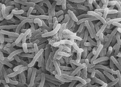Cholera Bakterium Cholera Bakterium