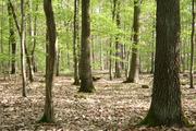 Die Waldböden emittieren klimaschädliches Lachgas. Die Ursache sind reaktive Stickstoffverbindungen aus Industrie und Landwirtschaft. (Foto: KIT) Die Waldböden emittieren klimaschädliches Lachgas. Die Ursache sind reaktive Stickstoffverbindungen aus Industrie und Landwirtschaft. (Foto: KIT)