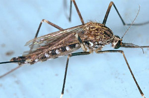 Japanische Stechmücke (Aedes japonicus) Bild CDC Japanische Stechmücke (Aedes japonicus) Bild CDC