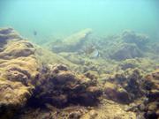 Korallenriffe vor der Küste Hainans. Algen überwuchern und Sedimente bedecken die Korallen. Foto: U. Krumme, ZMT