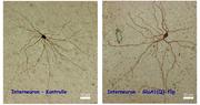 Effekt eines Glutamatrezeptors: Die Forscher verglichen die Architektur spezieller Nervenzellen (Interneuronen) mit niedriger und hoher Anzahl eines bestimmten Glutamatrezeptors (GluA1(Q)-flip). Zellen mit viel GluA1(Q)-flip (rechts) hatten längere und verzweigtere dendritische Fortsätze als Zellen, in denen der Rezeptor nur selten vorkam (links). AG Entwicklungsneurobiologie