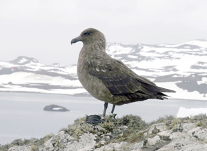 Südpolar-Skua mit Logger am rechten Bein. Foto: Matthias Kopp/FSU