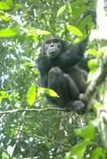 Schlangen werden von Schimpansen gefürchtet. Dieser hier hat sich auf einen Baum geflüchtet.  © R. Wittig/MPI f. evolutionäre Anthropologie