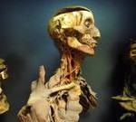 Die anatomischen Präparate von Giovan Battista Rini aus dem 19. Jahrhundert Foto: EURAC