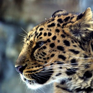 Amurleopard  © Vasiliy Solkin / WWF Russia