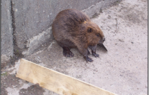 Der Biber in der Schleusenkammer Quelle: WSA Heidelberg Der Biber in der Schleusenkammer Quelle: WSA Heidelberg