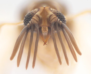 Kopf eines Männchens der neuentdeckten Fächerflügler-Art "Mengenilla moldrzyki". Foto: Hans Pohl/FSU