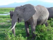 Wie Elefanten Infraschall-Töne produzieren, fand ein Team um ForscherInnen der Universität Wien heraus. (Im Bild: Afrikanische Elefanten im Amboseli National Park in Kenia) Foto: Department für Kognitionsbiologie, Universität Wien