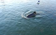 Ein Schweinswal schwimmt an einer Boje vorbei, die ähnlich aussieht wie das neue, zu testende PAL-Warngerät. (Foto: Prof. Boris Culik, Heikendorf)