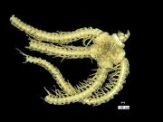 Heutiger Schlangenstern aus der Tiefsee. Foto: Universität Göttingen