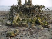 Eine Mangrove auf den Mauerrresten eines Salzsiedeofens. 2007 verwüstete der Zyklon Sidr den Küstens ... Foto: T. Hanebuth, MARUM