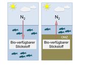 Schema zu den Stickstoffverlusten und –gewinnen in den Ozeanen MPI Bremen