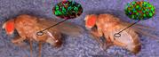 Ist der Kalziumspiegel im Fettspeicherorgan niedrig, entwickeln sich fette Fliegen (rechts), die ein ... Foto: Baumbach / Max-Planck-Institut für biophysikalische Chemie 