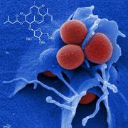 Staphylococcus aureus (rot) ist einer der Keime, gegen den die jetzt beschriebenen Naturstoffe Disci ... HZI / Rohde
