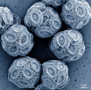 Emiliana huxleyi – Das Meeresalgen-Orakel mit einem Panzer aus Kalkplättchen, Schalen oder Stäbchen, sogenannte Coccolithen. Dieser gibt Aufschluss über vergangene und zukünftige Umweltbedingungen. Quelle: André Scheffel, MPI-MP