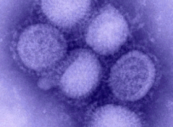 H1N1 Virus