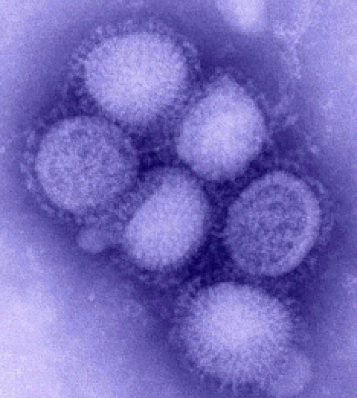 H1N1 Virus