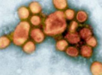 H1N1 Virus