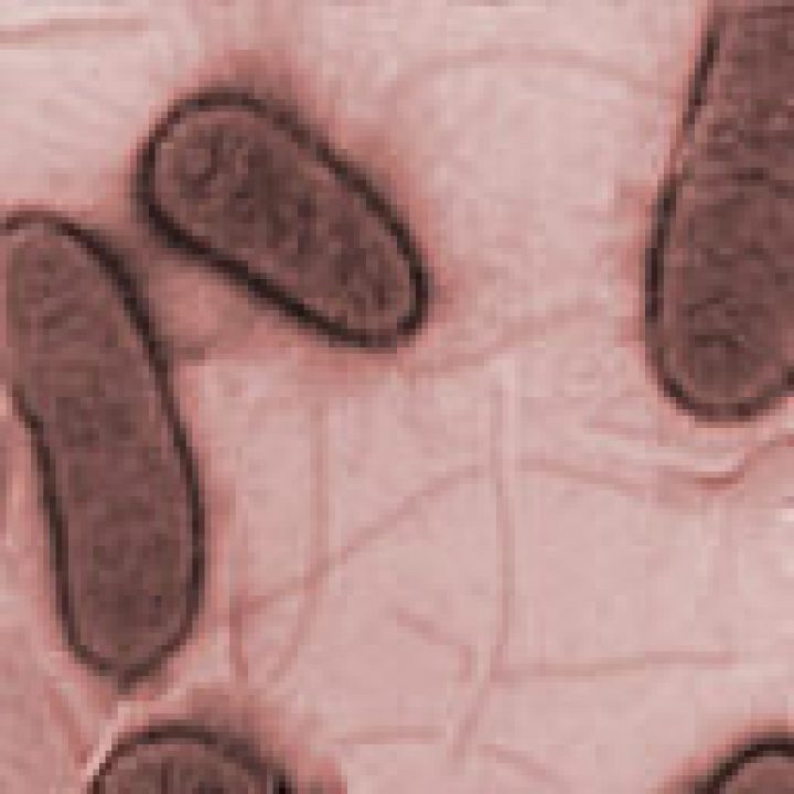 EHEC Bakterien