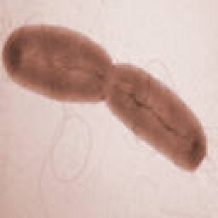 Escherichia Coli Bakterium