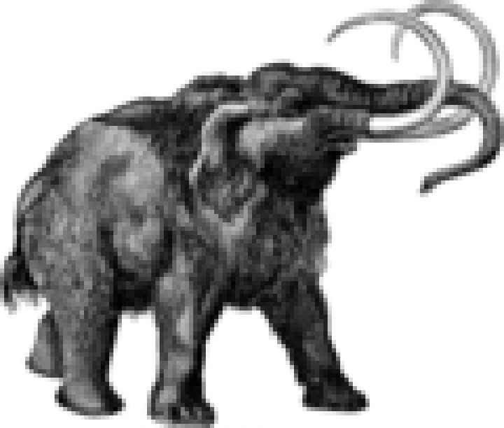 Mammut