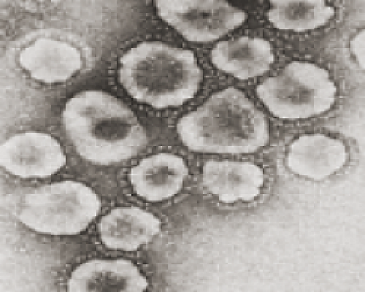 Das MERS-CoV Virus