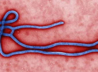 Ebola Virus Quelle: CDC