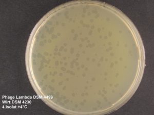 Ausstrichplatte von E. coli (DSM 4230) und Phage Lambda (DSM 4499)DSMZ